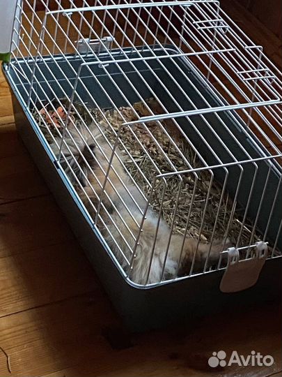 Карликовый кролик лисий