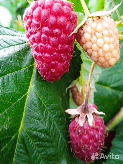 Ремантантная Малина Атлант,саженцы