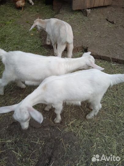 Продаются козочки