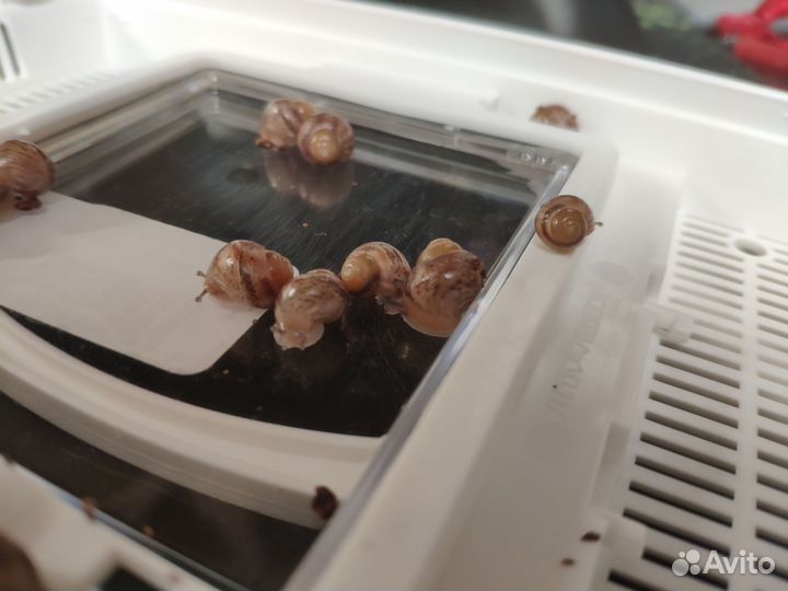 Улитки ахатины иммакулята бесплатно