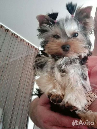 Йоркширский терьер на вязку