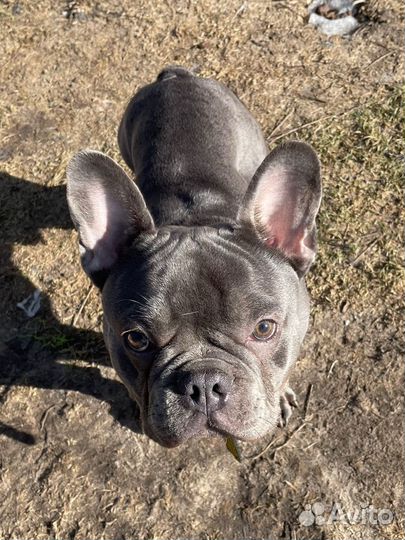 Французский бульдог голубой вязка