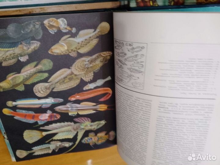 Энциклопедия жизнь животных 1969гг