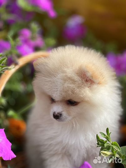 Щенки шпица