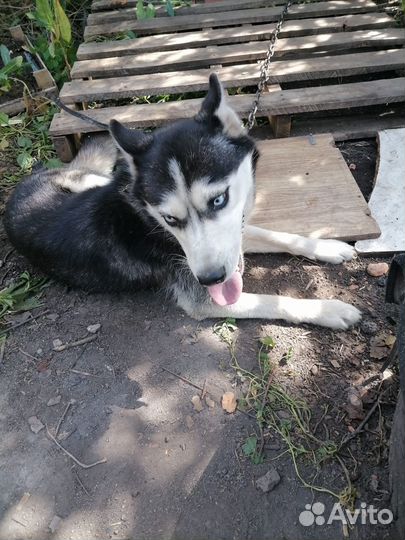 Отдам в добрые руки хаски