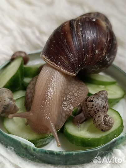 Улитки ахатины