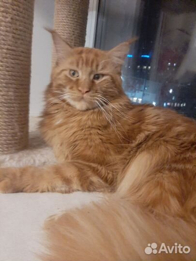 Мейн-кун вязка