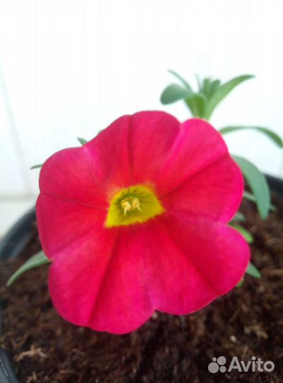 Вегетативная петуния и калибрахоа