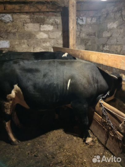 Быки на мясо