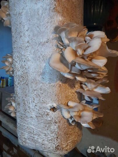 Грибы вешенки мицелий