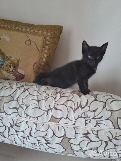 Кошки