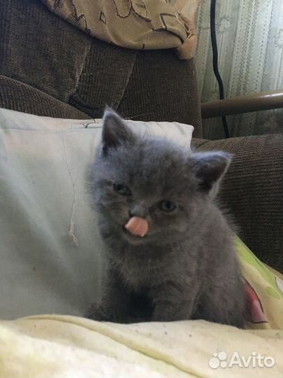 Котята британцы