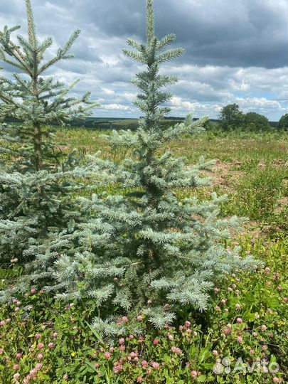 Туя смарагд, можжевельники