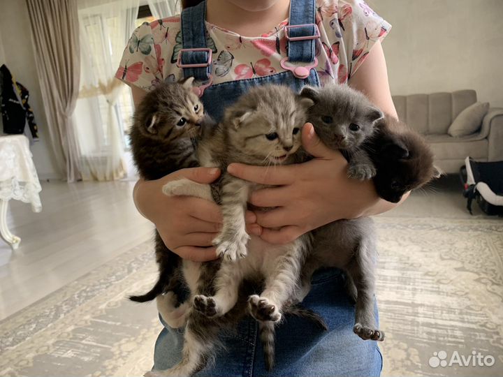 Котята британской породы