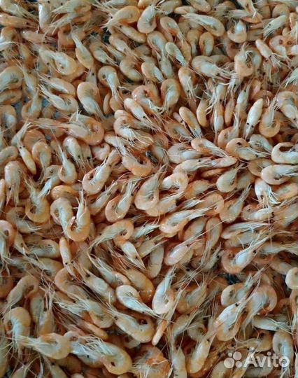 Креветка свежемороженная