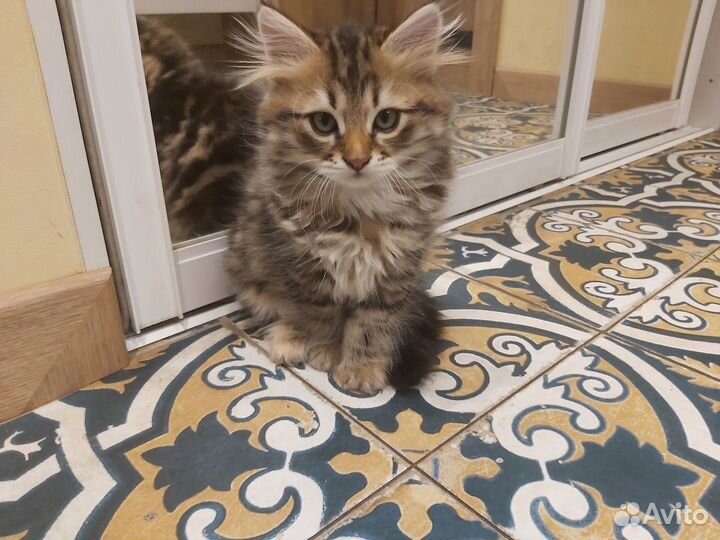 Сибирские котята. Питомник 