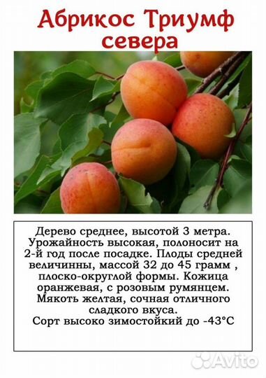 Саженцы абрикос