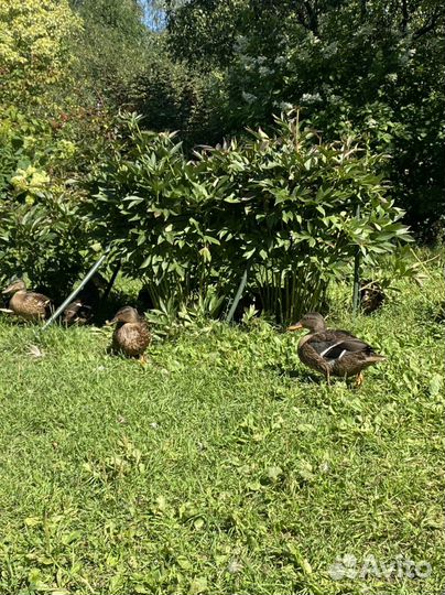 Подсадные утки