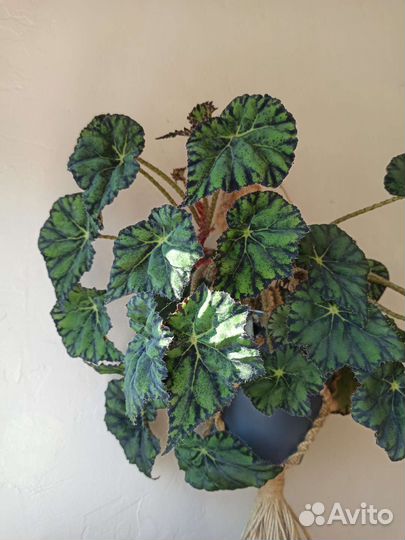 Бегония бауэра