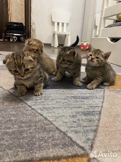 Шотландские котята