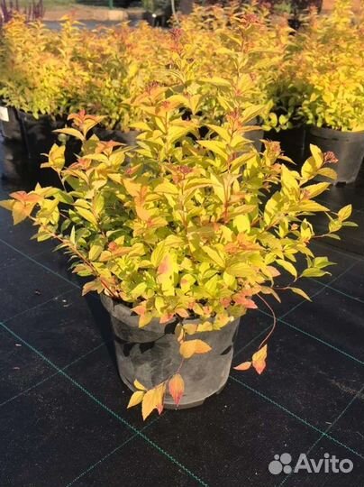 Спирея Голден Принцесс