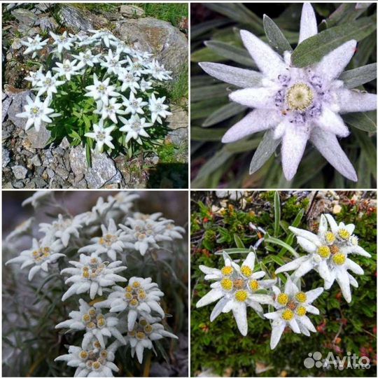 Эдельвейс,Книфофея,Берландиера,Ратибида семена