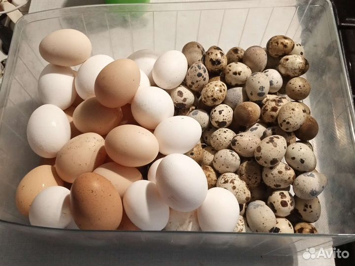 Яйца перепелиные, куриные