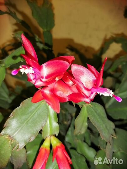 Декабрист шлюмбергера сортовые