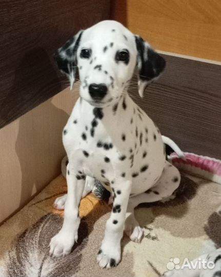 Щенки далматина