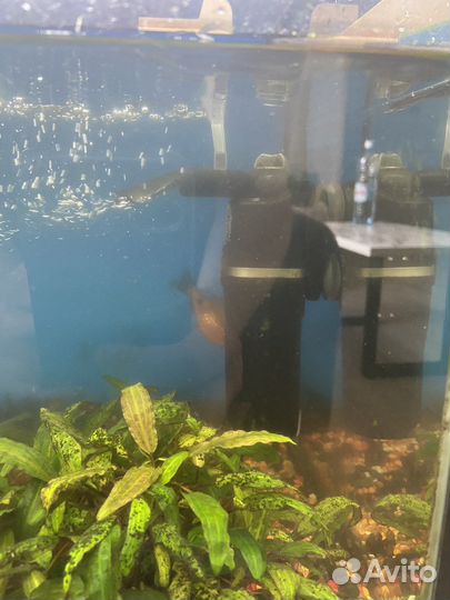 Аквариум 60л