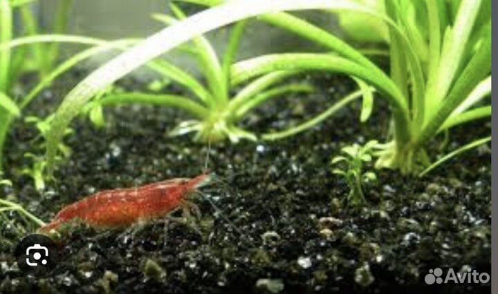 Аквариумные креветки