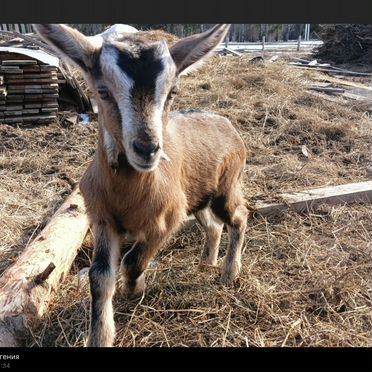 Козы козлята