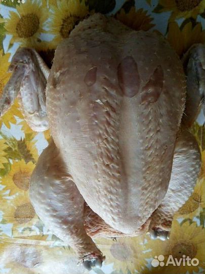 Мясо домашней птицы