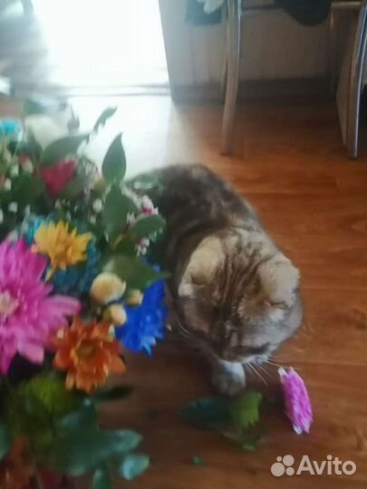 Шотландский вислоухий