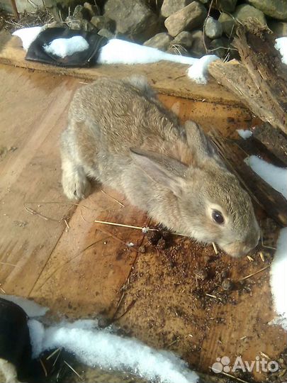 Кролики. Мясо кролика