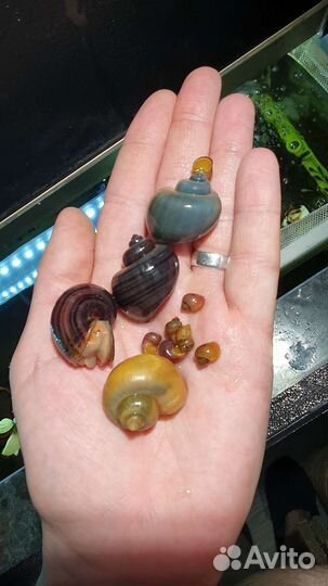 Улитка Ампулярия