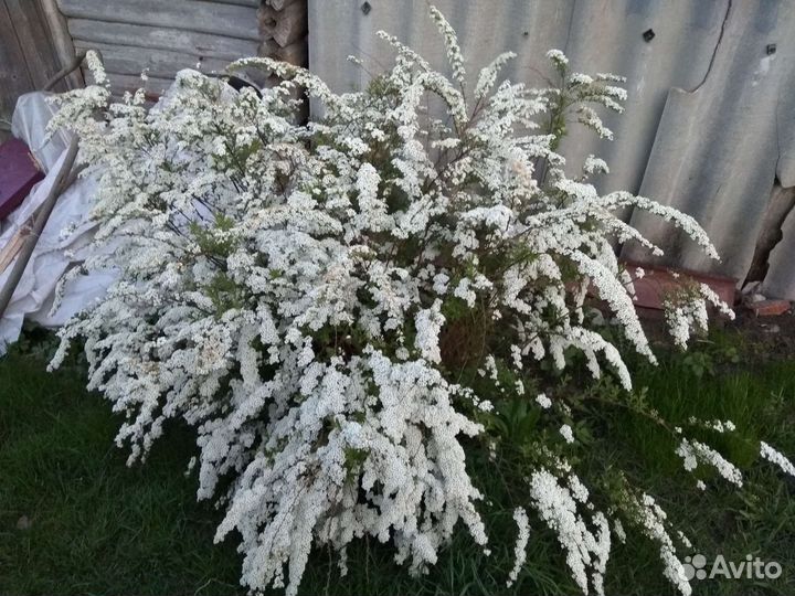 Спирея Белая невеста. Пион красный, розовый