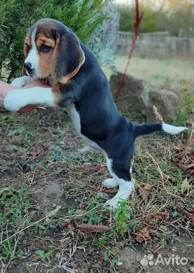 Щенки бигль