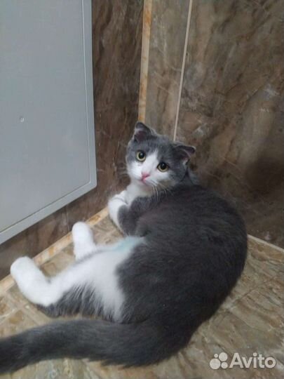 Кошка