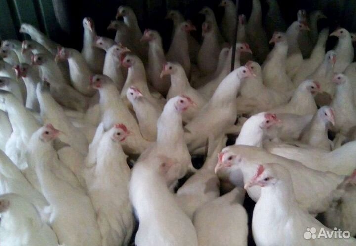 Куры-несушки