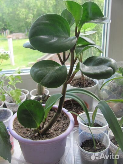 Комнатные цветы