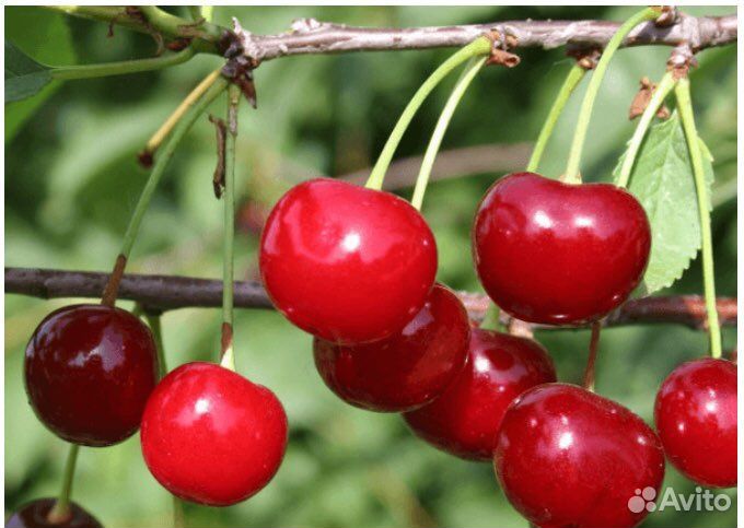 Кусты вишни «Уральская рубиновая»