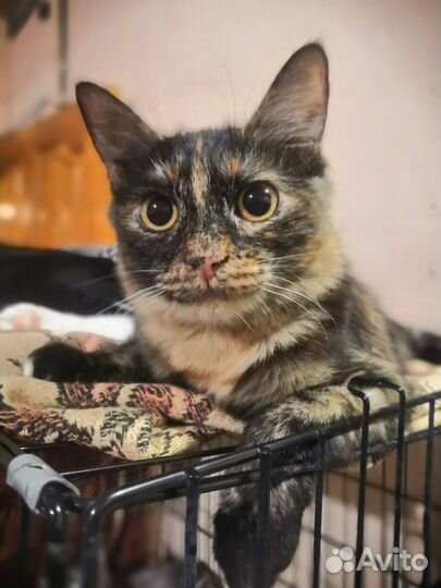 Кошечка Марта