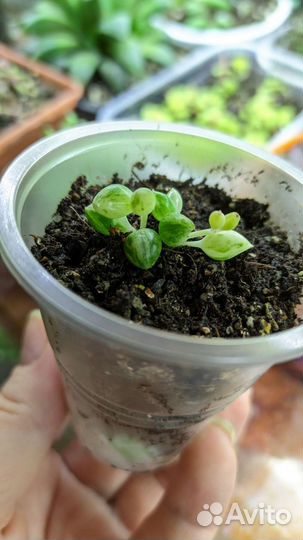 Крестовник горрейна вариегатный