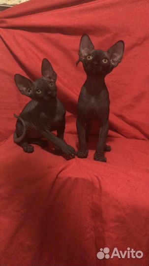 Канадские мальчишки