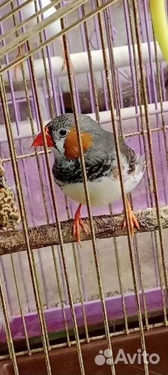 Зебровые амадины