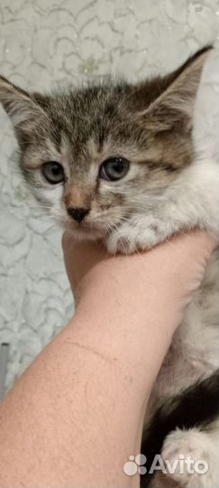 Котята мальчики
