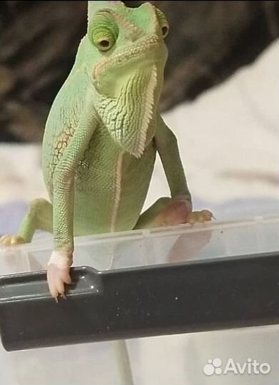 Йеменские хамелеоны, самцы и самки