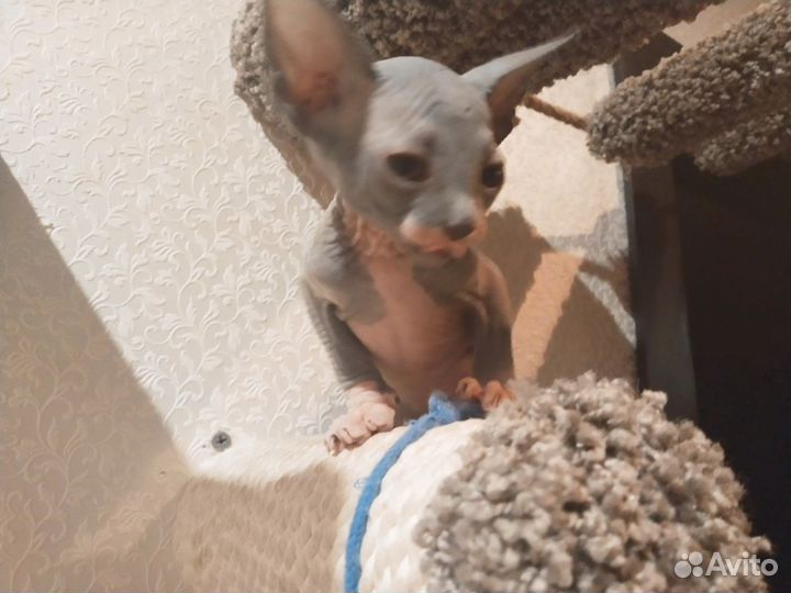 Канадский Сфинкс котенок