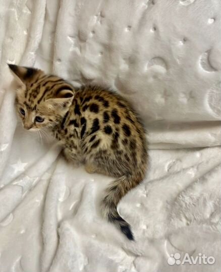 Кошка саванна ф1